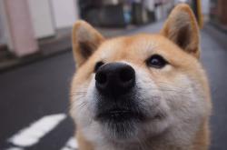 英雄联盟总决赛赛程-黄蜂蛰伏鹈鹕振翅，拉梅洛刀尖起舞定乾坤