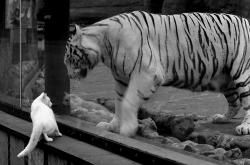 LOL决赛-他定义了奥运关键战的标准，那一夜，孔德攻防两端的统治