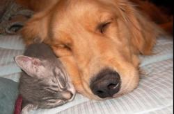 英雄联盟总决赛-历史性的破冰，克瓦拉茨赫利亚领衔瑞典正面击溃阿尔及利亚，开启北欧足球新纪元