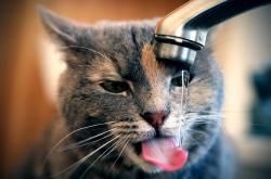 -文班亚马构筑禁飞区，深圳队惊天爆冷完胜芝加哥公牛