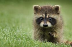 英雄联盟总决赛直播-爆冷！国际纵队掀翻百年雄狮，法比尼奥导演中美洲奇迹