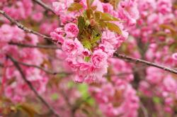 英雄联盟总决赛赛程-残翼重生，托尼的铁锤与足球亚特兰蒂斯的文明对话