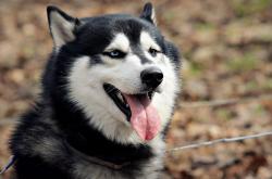 英雄联盟总决赛直播-当现代巨兽统治古典花园，恩比德的完美哲学与开拓者的时代隐喻