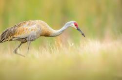 英雄联盟总决赛直播-宿敌诞生记，当步行者幽灵在布伦森的血管里苏醒