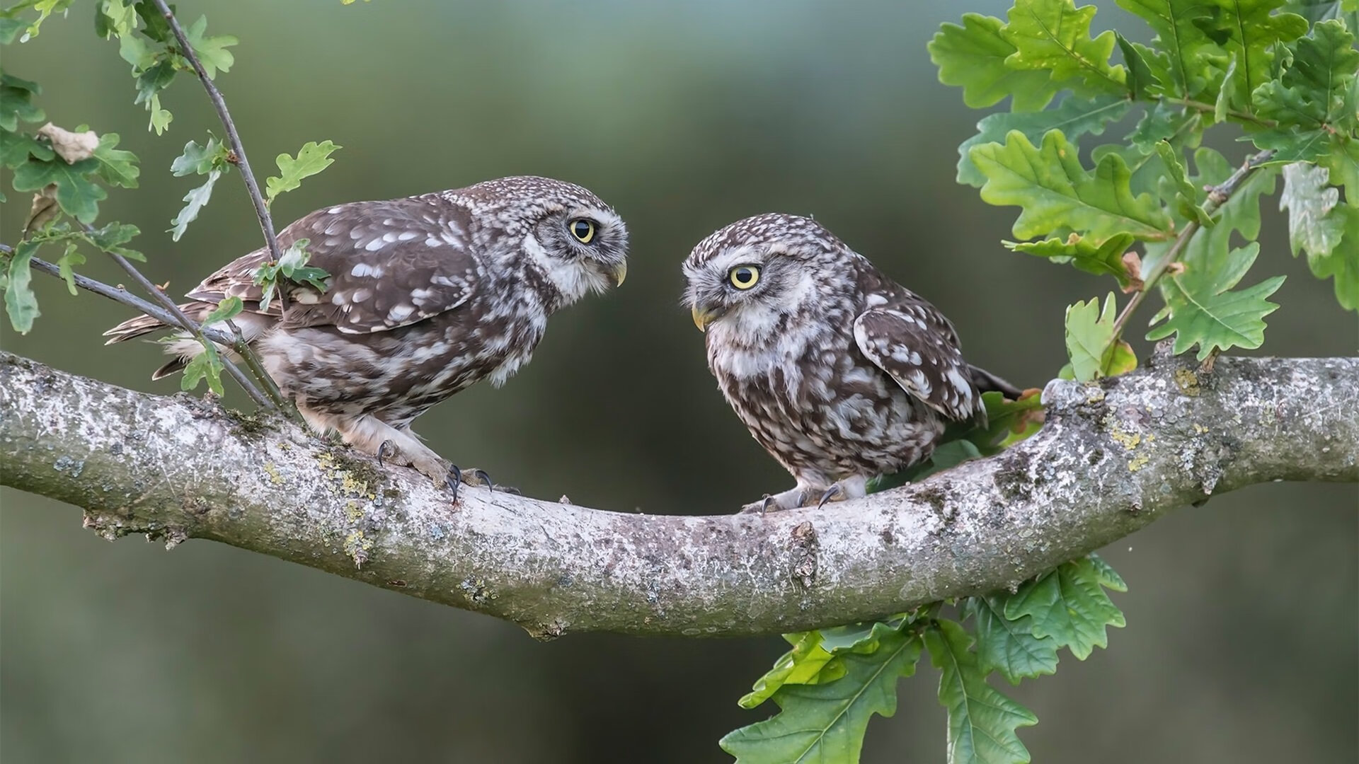 通往巴黎的唯一门票，孤胆英雄帕尔默的奥运绝命时刻