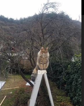 门将奥纳纳，在绿茵场点燃唯一一次的烈火