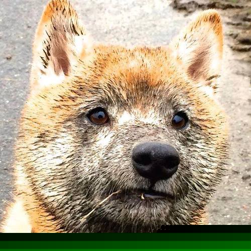 西北虎与东方龙,拉亚末节统治背后,一场篮球基因的差异对决