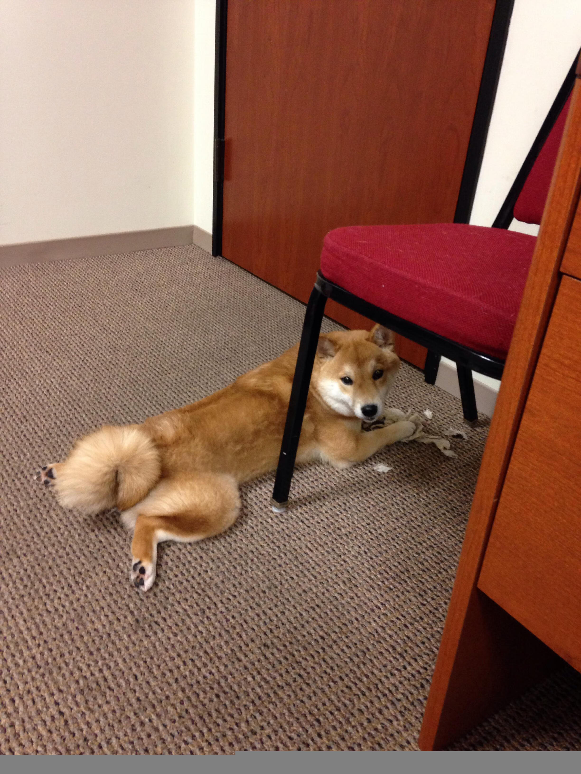 唯一性的双重奏,劳塔罗关键节点连续得分与安哥拉封锁芬兰的奇迹