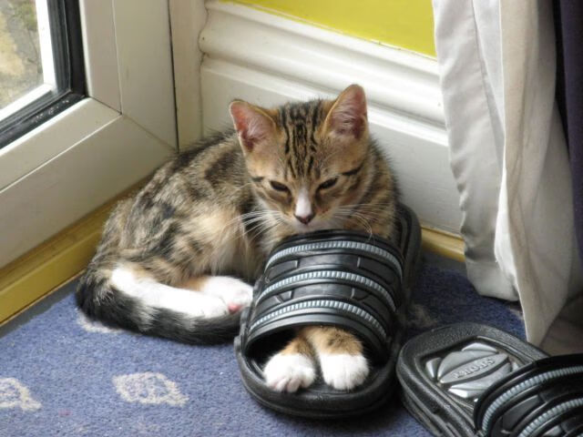 利拉德孤火燎原燃尽铁壁,黄蜂三节风暴颠覆广厦王朝基石