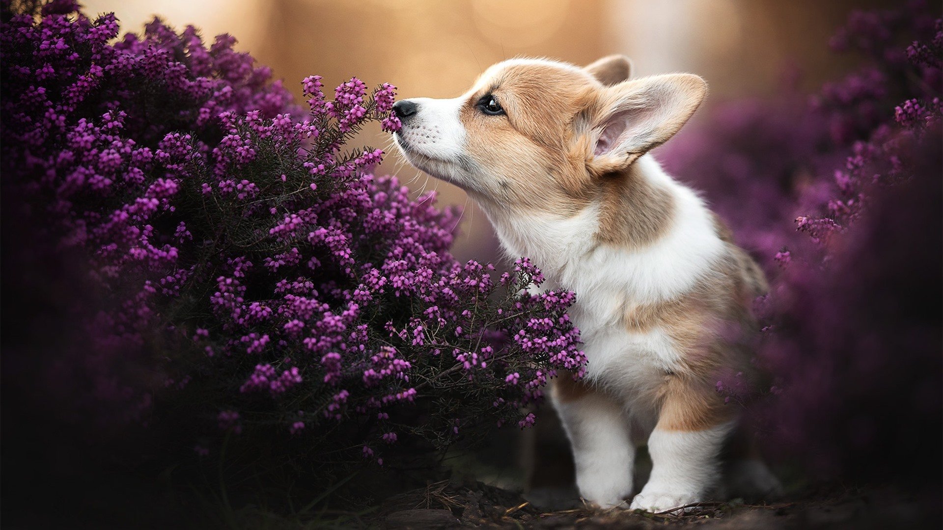 尼日利亚奇迹,欧冠决赛焦点战中的历史性击溃罗马