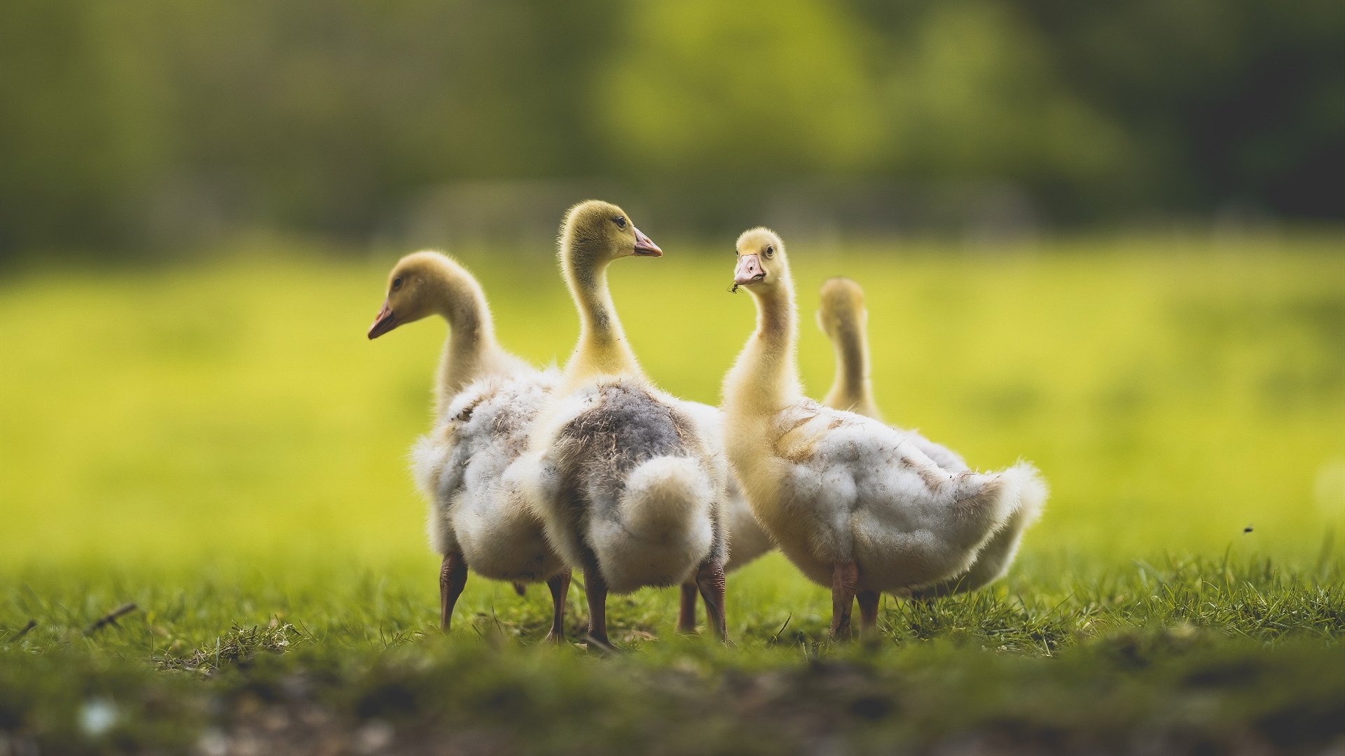 幻影对决，卡塞米罗的秘鲁之夜与苏格兰的叹息