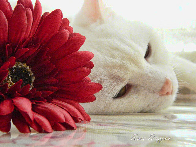 唯一之战,当美加墨世界杯焦点战邂逅独行侠鏖战辽宁队的跨界交响