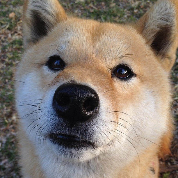 2026世界杯之夜,从断腿到金杯,加维踏上那一亿人的王座