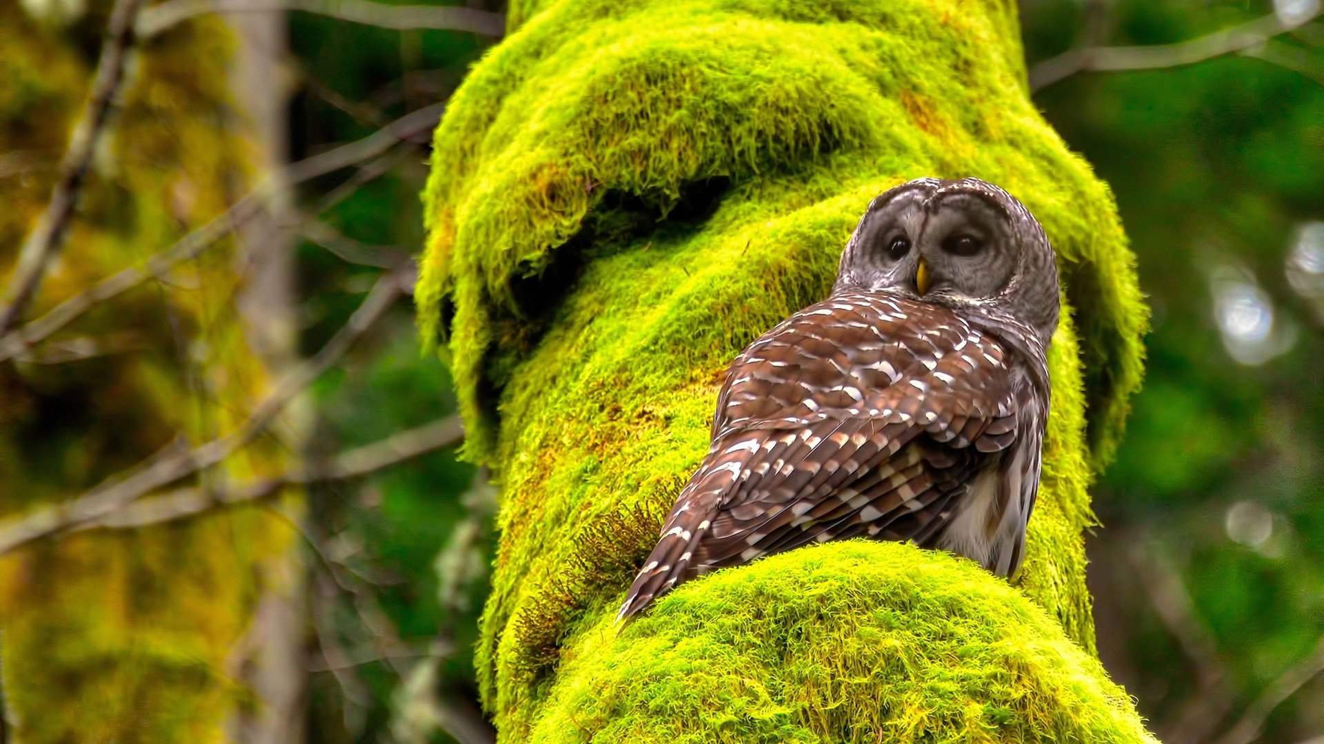 唯一入场券，厄瓜多尔赤道风暴席卷瑞士，阿克在绝境中接管奥运命运之战