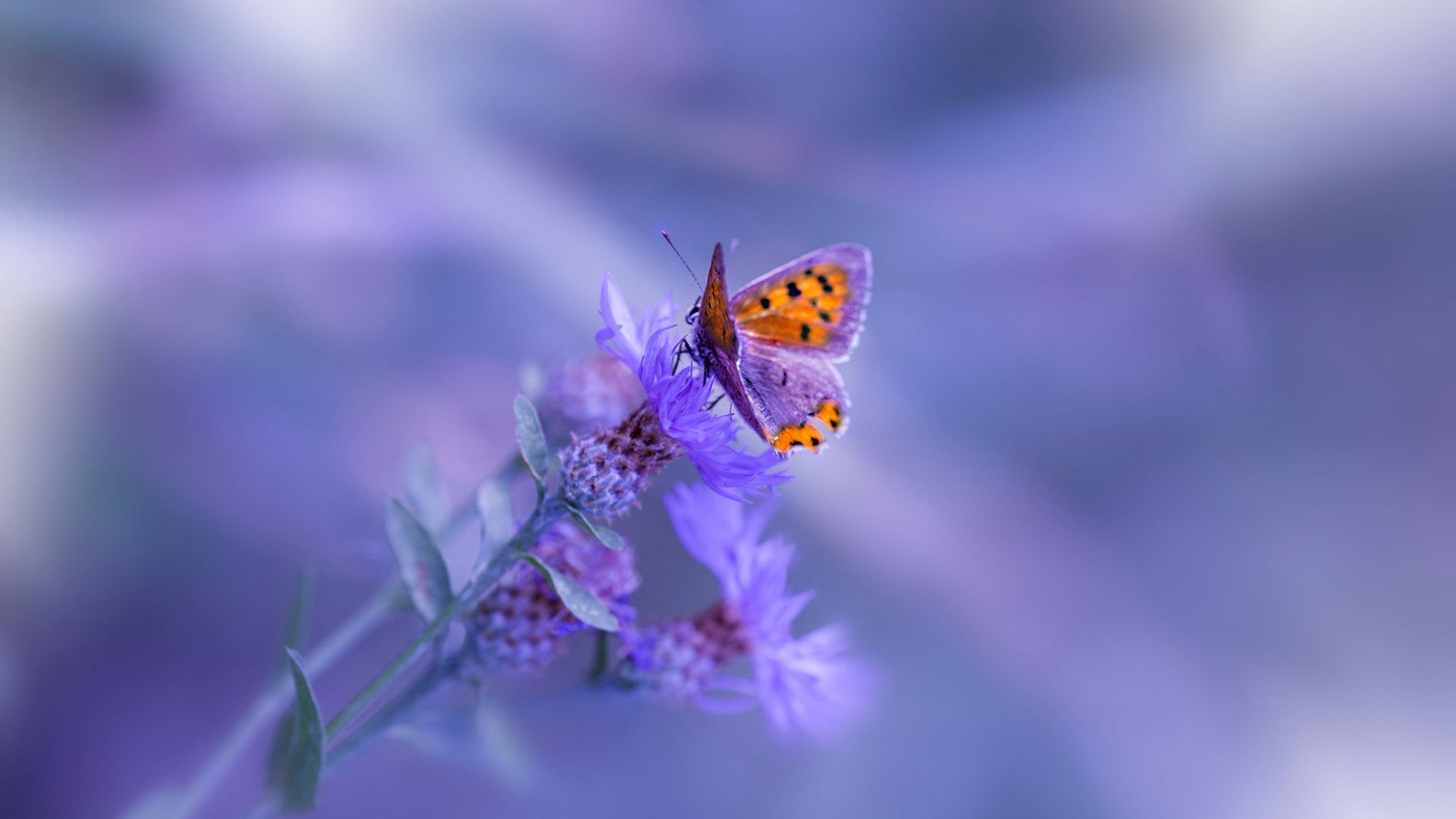 两线接管,尼克斯的钢铁风暴与约基奇的欧冠大师课