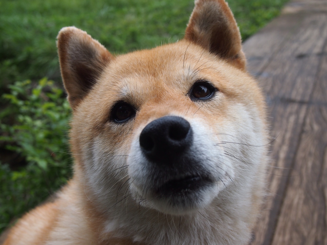 信号穿越，当巴林赛道响起圣安东尼奥的哨音