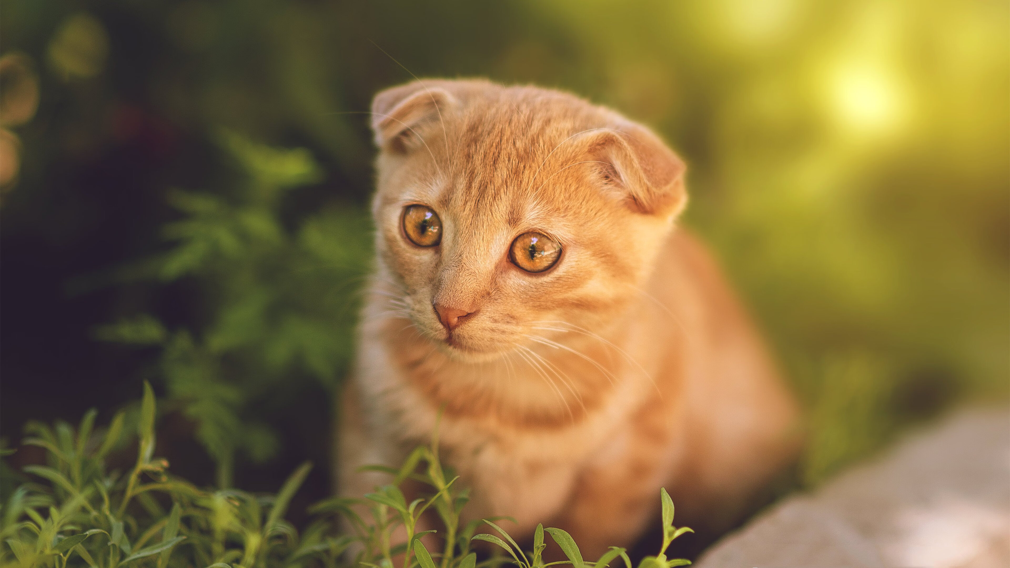 疾风之翼，三笘薰独舞撕裂韩国防线，日本问鼎卡塔尔