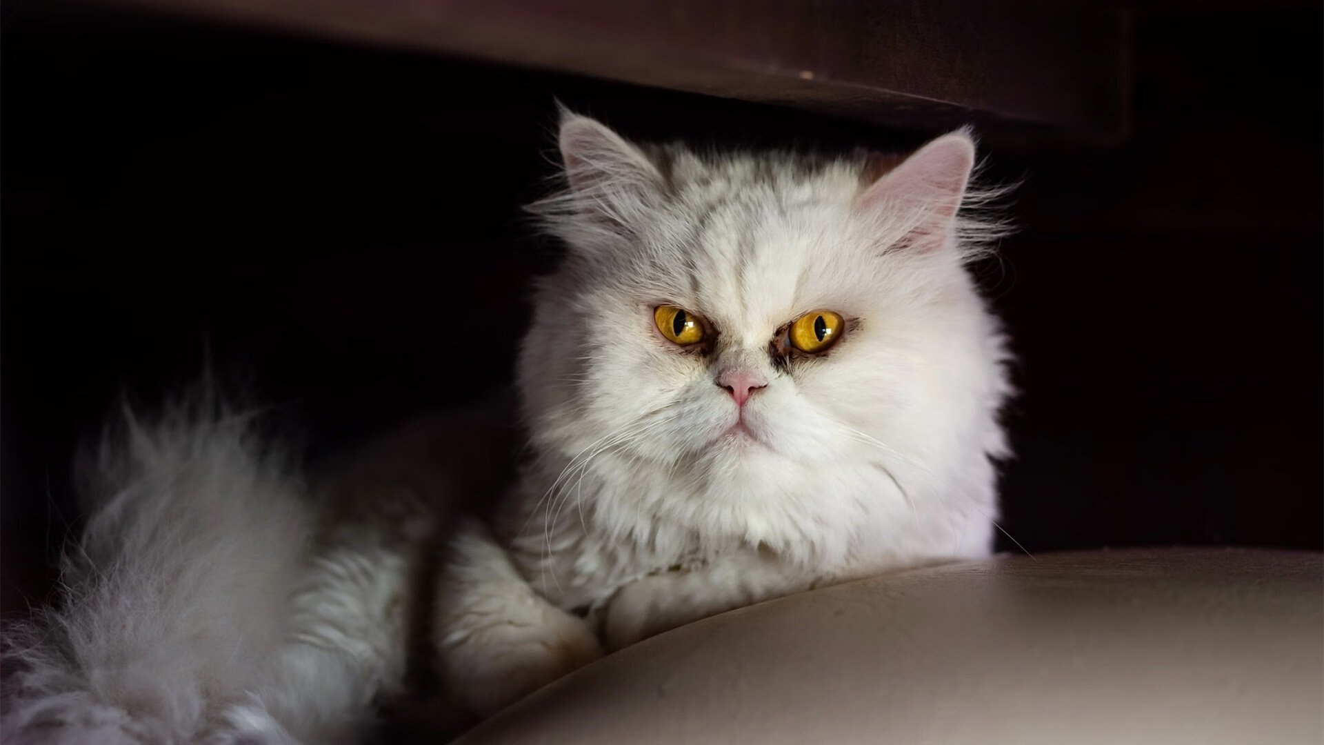 隔空连线！帕尔默点燃北美狂潮，加拿大一波流带走马里