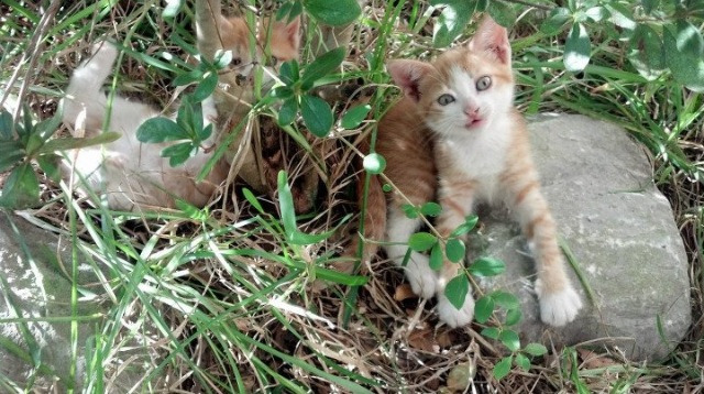 唯一对决，当辽宁队的钢铁意志，撞上库里的三分风暴